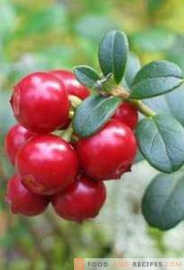 When to pick lingonberries