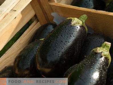 Eggplant: health benefits and harm