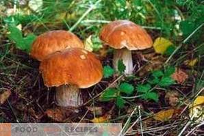 Come distinguere i funghi commestibili dal velenoso