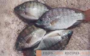 Pesce tilapia: beneficio e danno